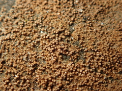 Merismodes anomala