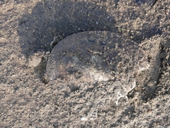 Chelidae
