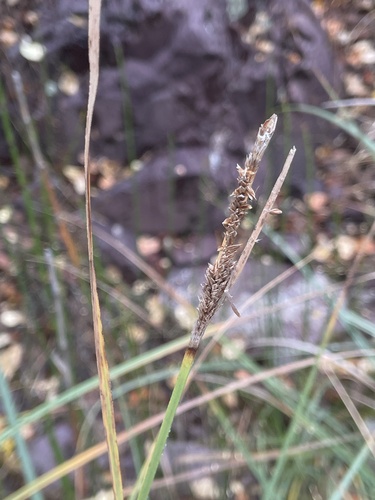 western rough sedge (Carex senta)