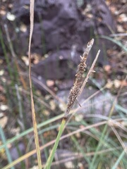 Carex senta