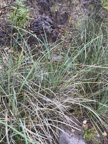 Carex senta, photograph 2