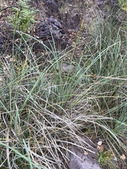 Carex senta, photograph (c) Vincent Weber, some rights reserved (CC BY-SA)