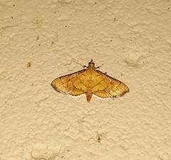 Orphanostigma abruptalis