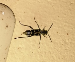 Xylotrechus subscutellatus
