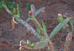 Salmonopuntia schickendantzii