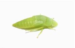 Ledropsis
