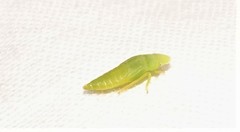 Ledropsis