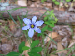 Sisyrinchium mucronatum