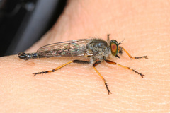 Neoitamus flavofemoratus