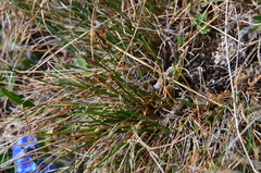 Carex nardina hepburnii