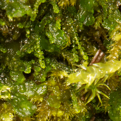Cephaloziella turneri