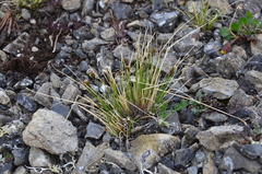Carex nardina hepburnii