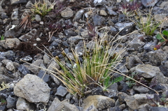 Carex nardina hepburnii