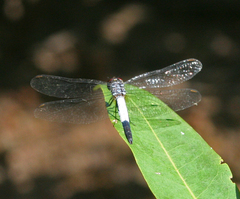 Brachydiplax farinosa