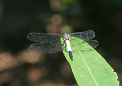 Brachydiplax farinosa