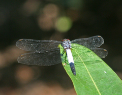 Brachydiplax farinosa