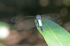 Brachydiplax farinosa