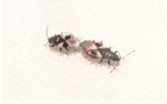 Oxycarenus luctuosus