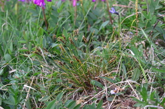 Carex nardina hepburnii