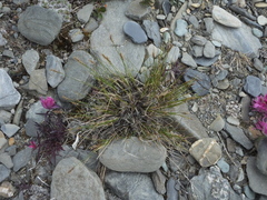 Carex nardina hepburnii