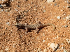 Pachydactylus punctatus