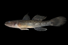 Coastal Tank Goby photo 2
