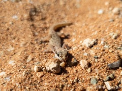 Pachydactylus punctatus