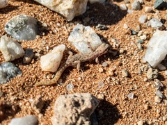 Pachydactylus punctatus