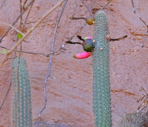 Cleistocactus smaragdiflorus, photograph 6