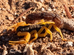 Parabuthus villosus