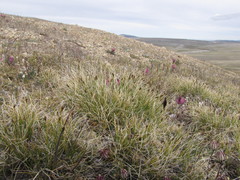 Carex nardina hepburnii