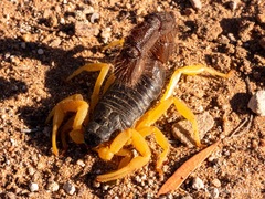 Parabuthus villosus