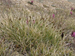 Carex nardina hepburnii