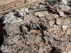 Pachydactylus formosus