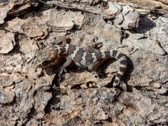 Pachydactylus formosus