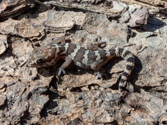 Pachydactylus formosus