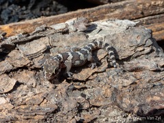 Pachydactylus formosus