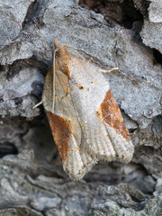 Acleris laterana