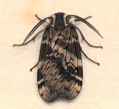 Praemastus roseicorpus