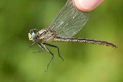 Arigomphus cornutus