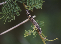Pandesma robusta