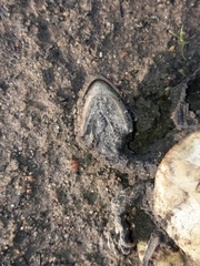Chelidae