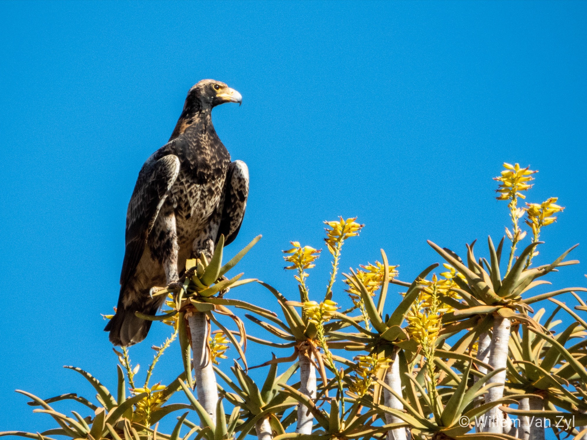 Verreaux's eagle – black eagle