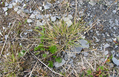 Carex lachenalii