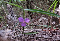 Coleotrype natalensis