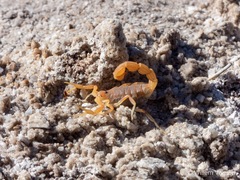 Parabuthus planicauda