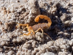 Parabuthus planicauda