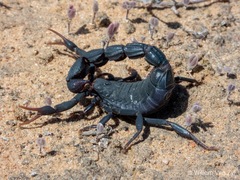 Parabuthus capensis