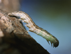 Pandesma robusta