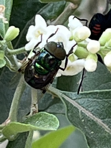 Unknown species found near Butterfly Park Dr, Mission, TX, US